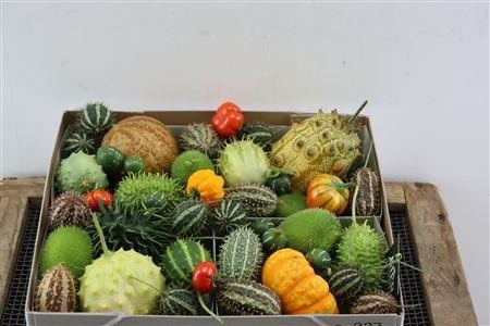 Cucumis Hirsutus