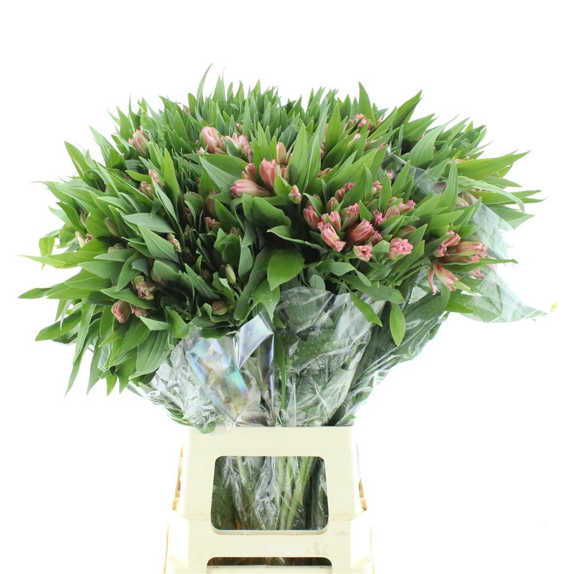 Alstr Primadonna 80cm 65gram