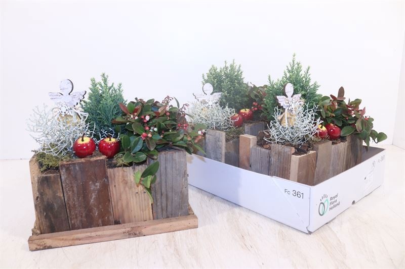 Arr Tuinplanten 22P 28cm