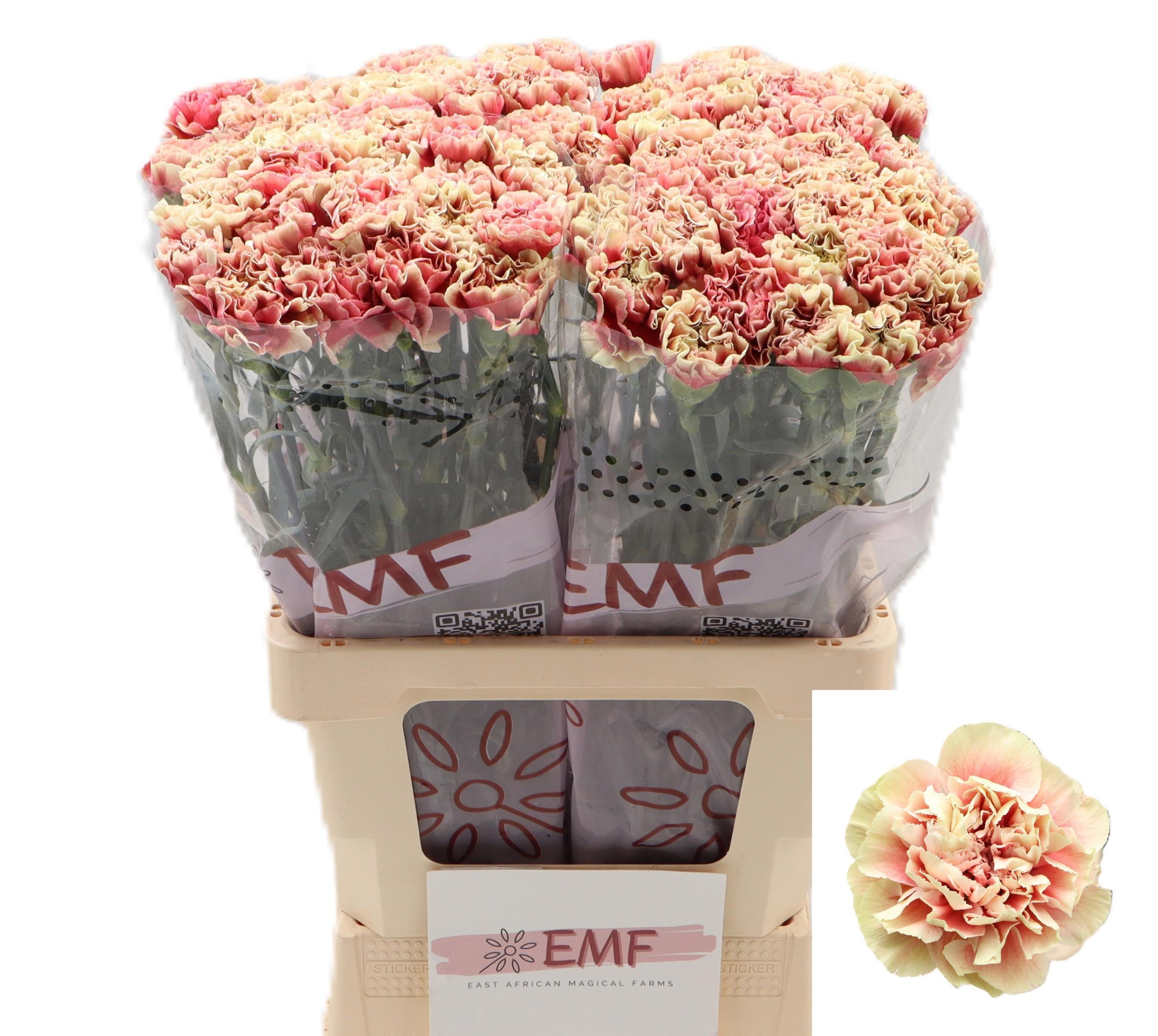 Dianthus St Wow+ 60cm
