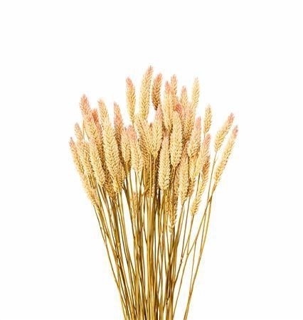 Dried Miscellaneous 60cm 200gram