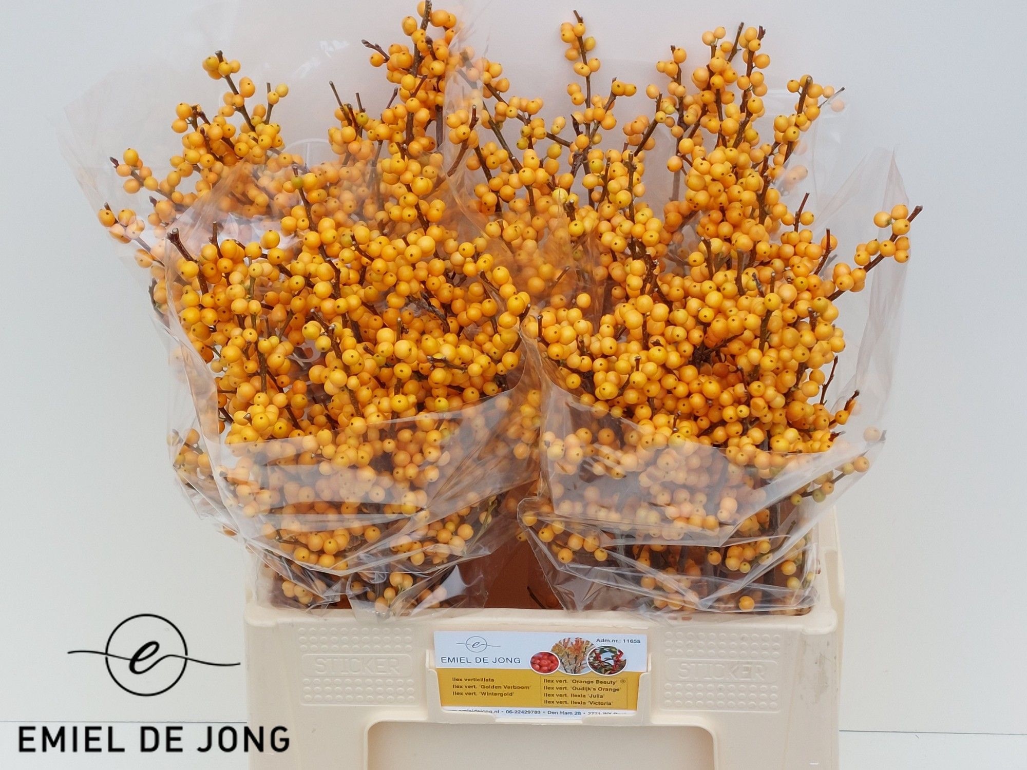 Ilex Golden Verboom 60cm