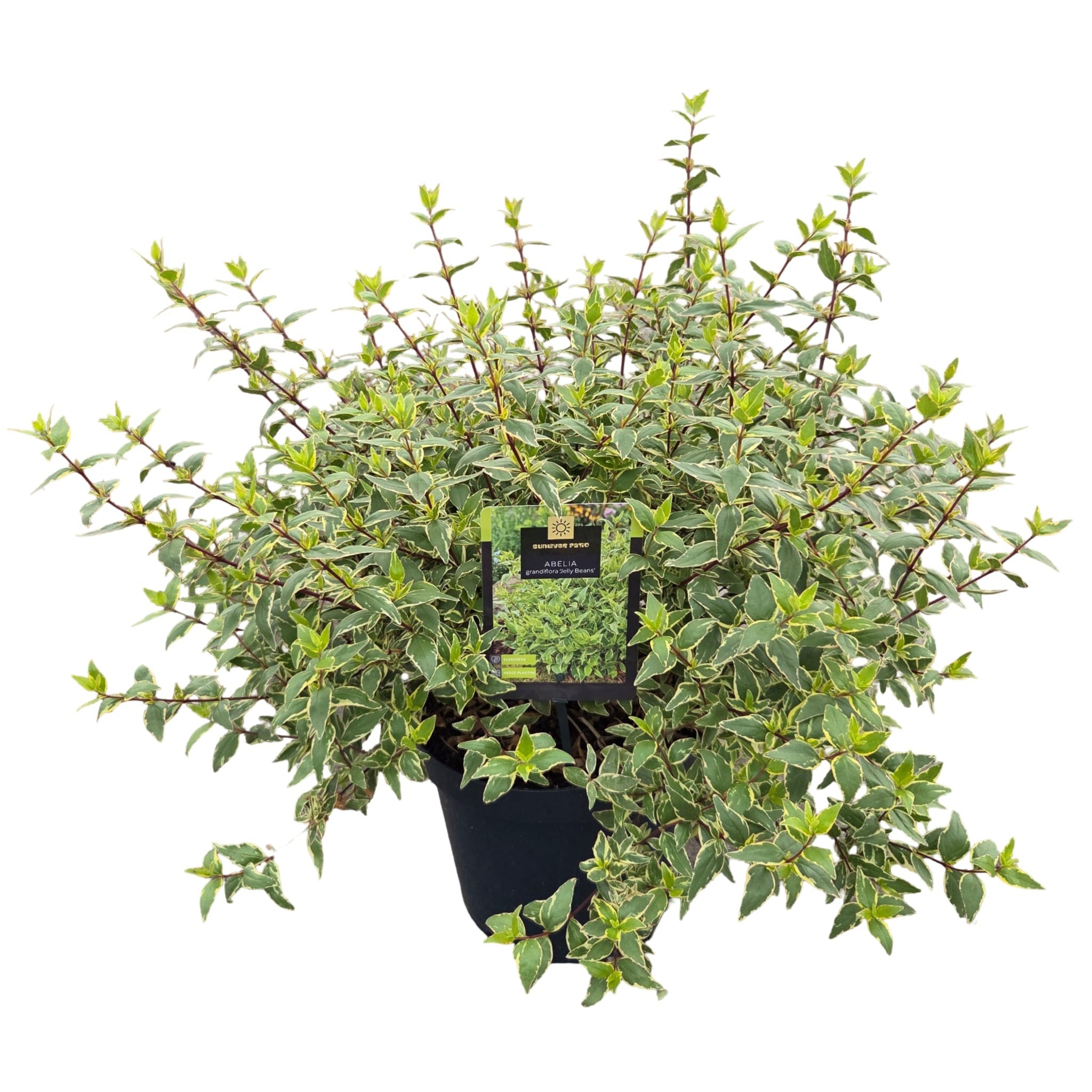 Abelia grand. 'Jelly Beans'®