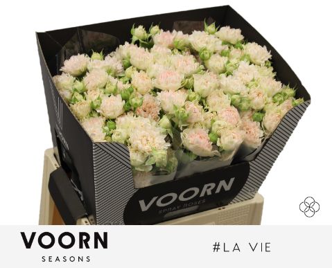Rosa Spr # La Vie 60cm