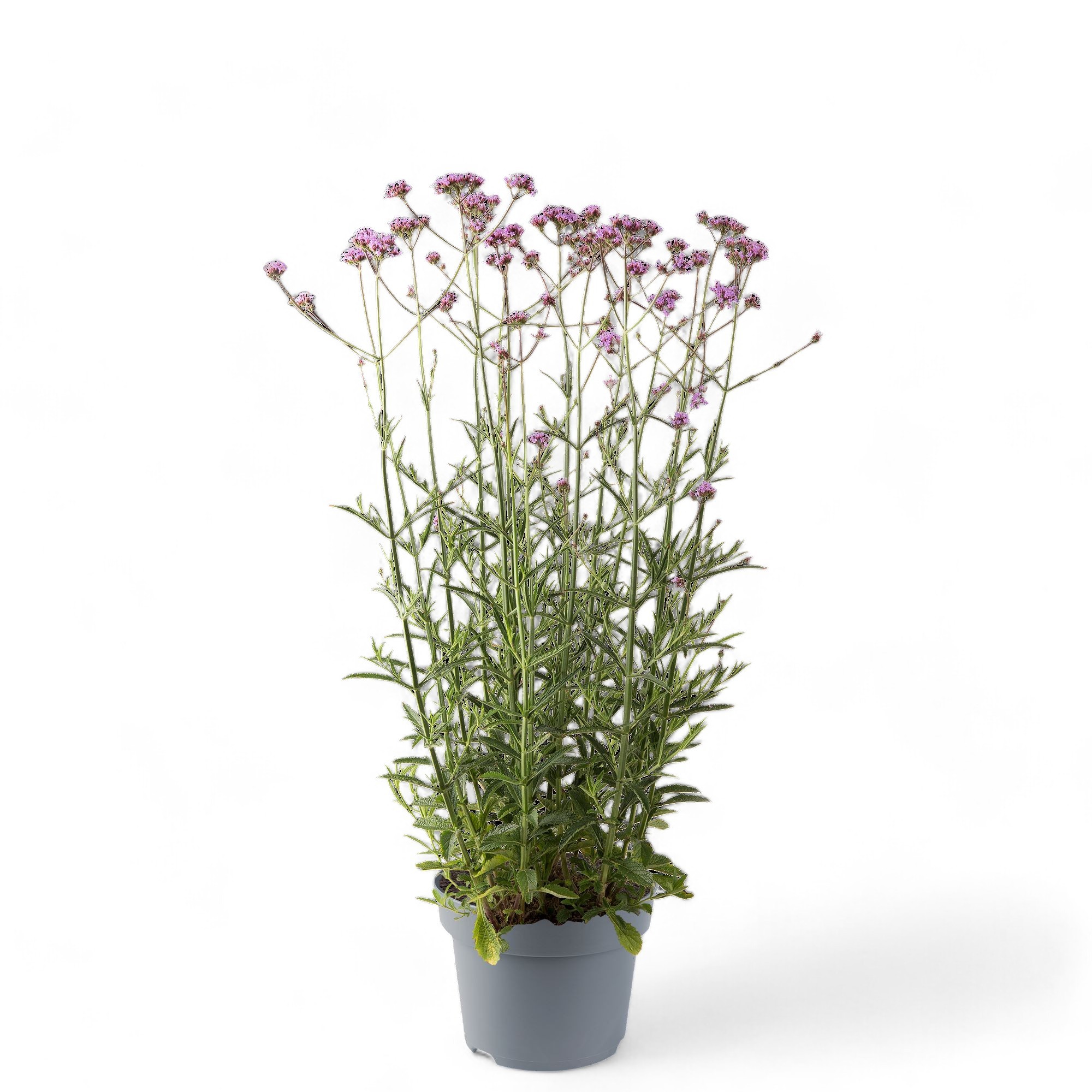 Picture of Verbena Bonariensis Bonnie Blue P19 (3 Ltr)