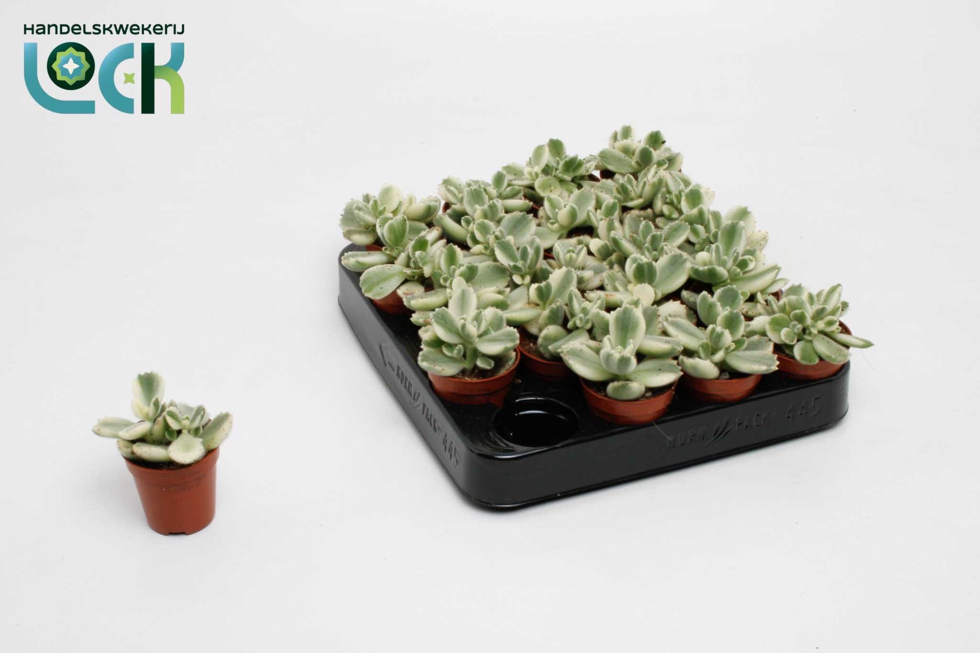 Succulenten Overig 505Ø 10cm