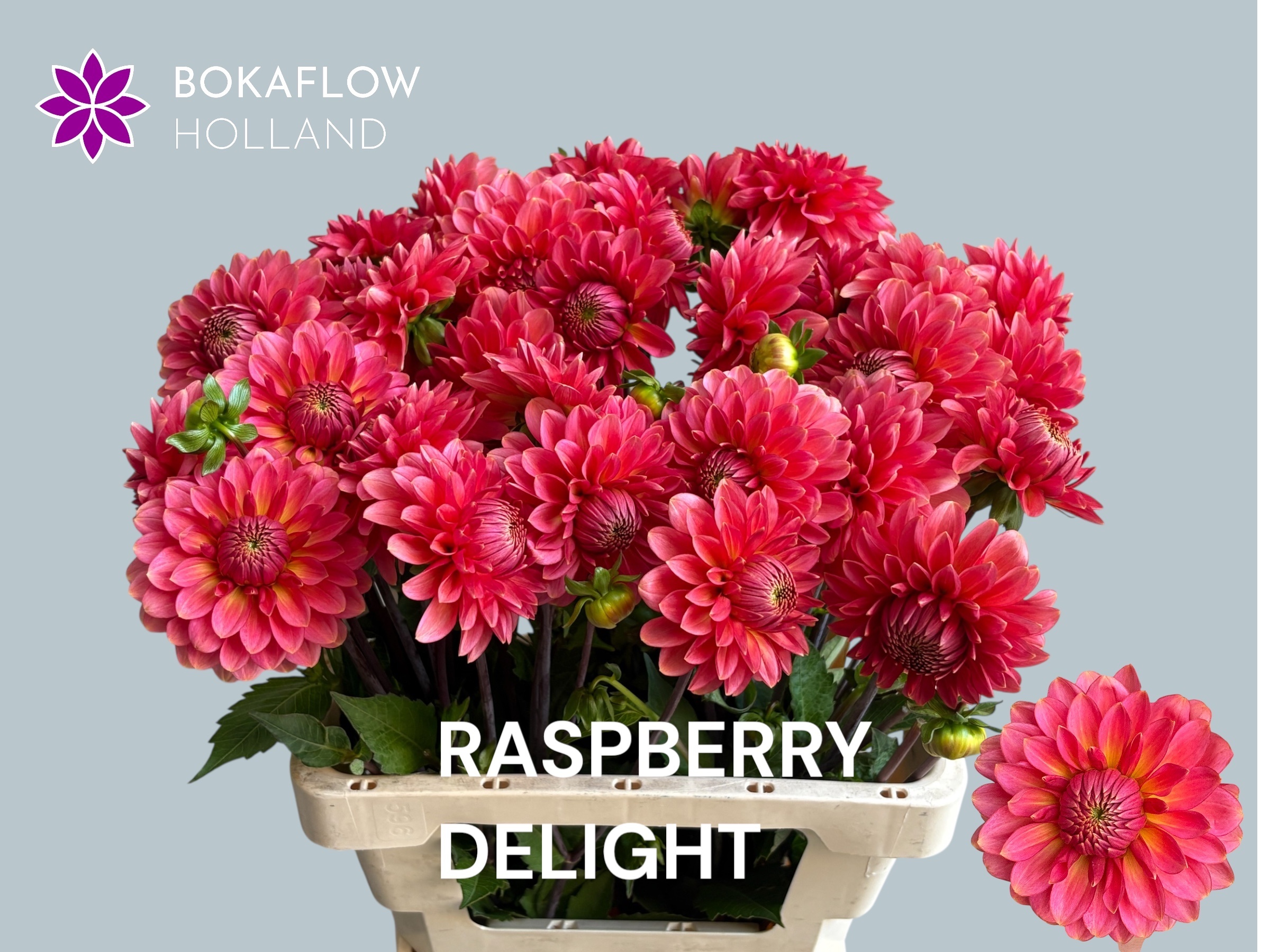 Dahl Raspber Delight 60cm