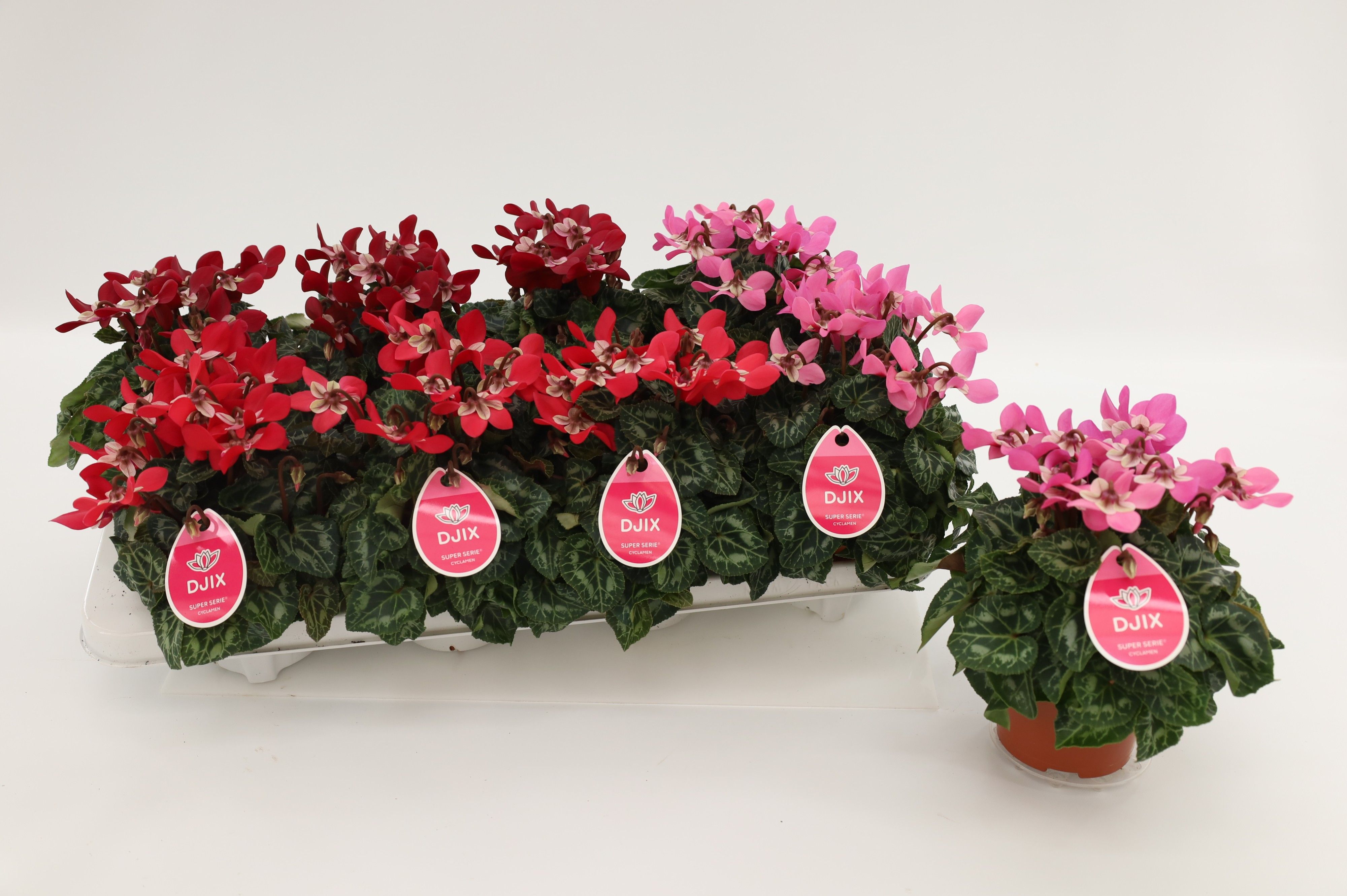 Cyclamen Djix Mixtray