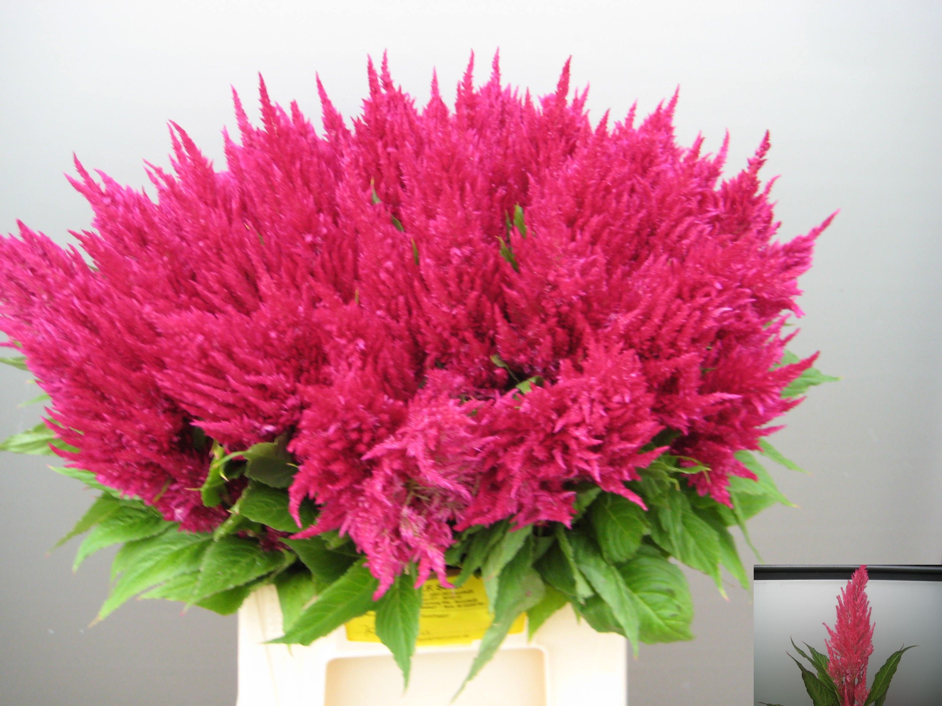 Celosia Feather Royal Pink 50cm
