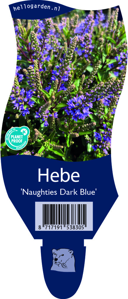 Hebe 'Naughties Dark Blue'