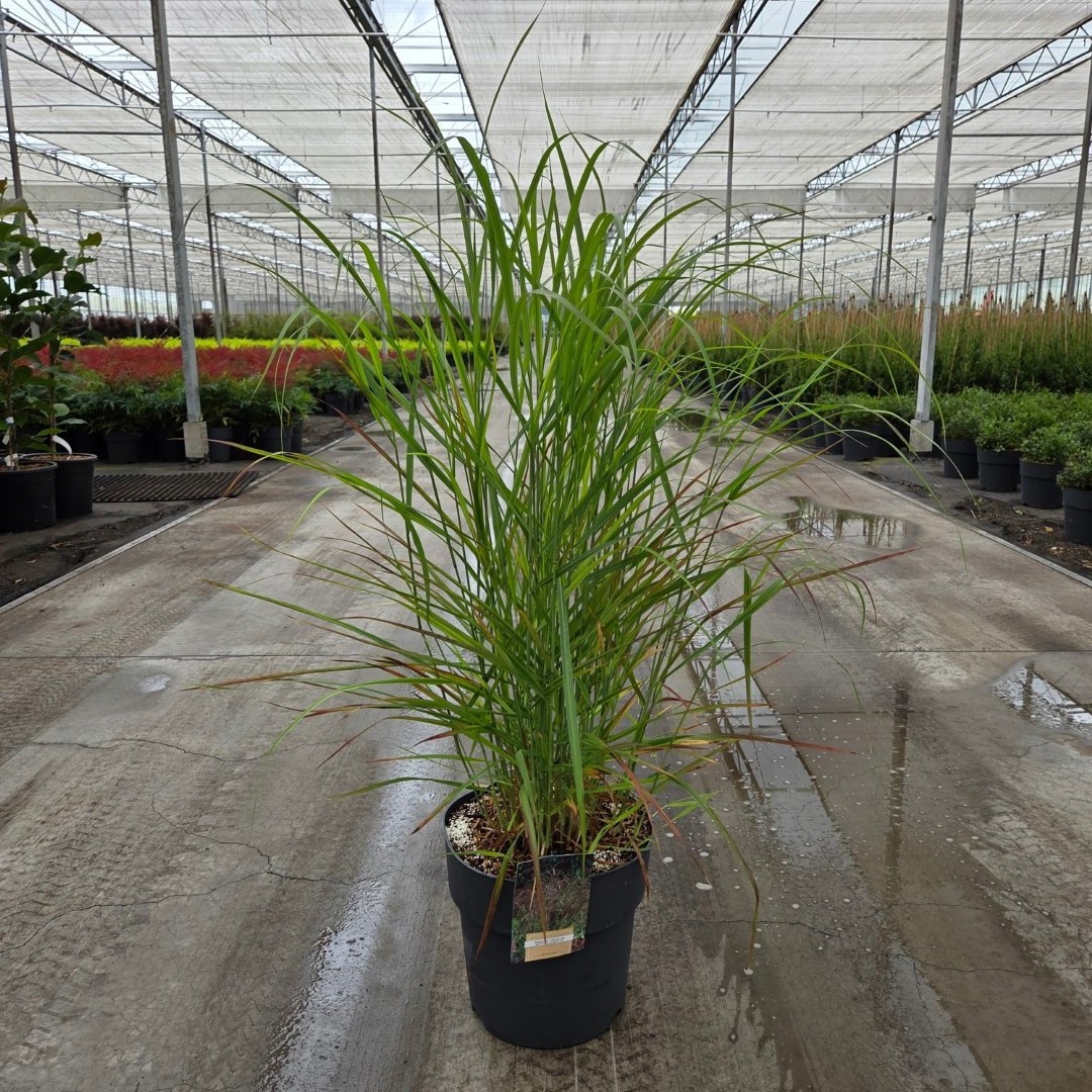 Panicum virgatum 'Rotstrahlbusch'