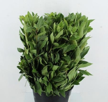 Laurus Nobilis