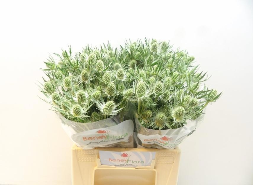Eryngium White Lagoon 40cm
