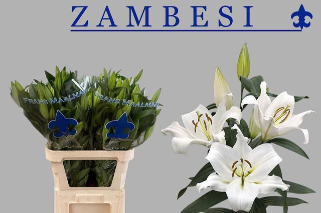 Lilium Ot Zambesi 100cm 4/6bl