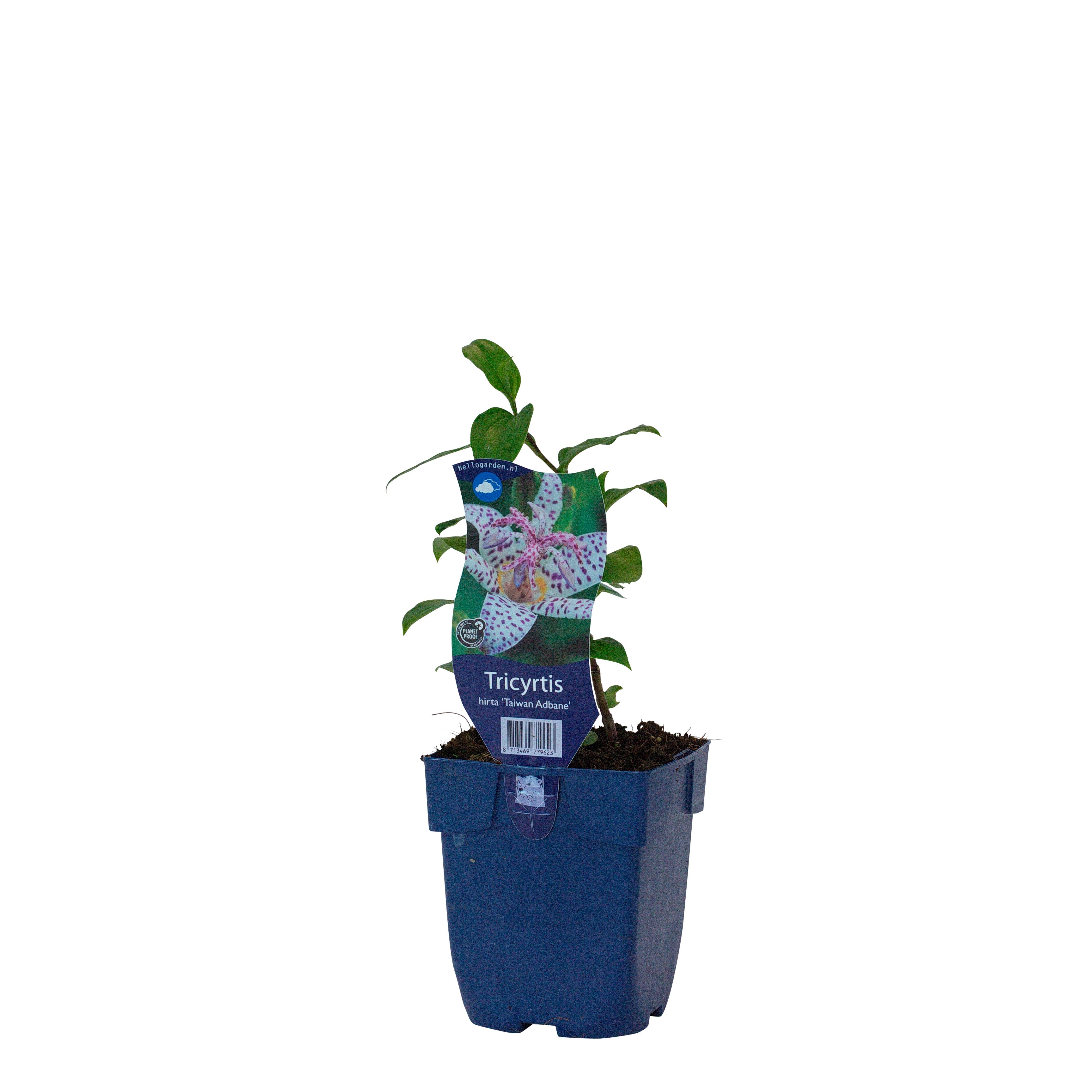 Tricyrtis hirta 'Taiwan Adbane'