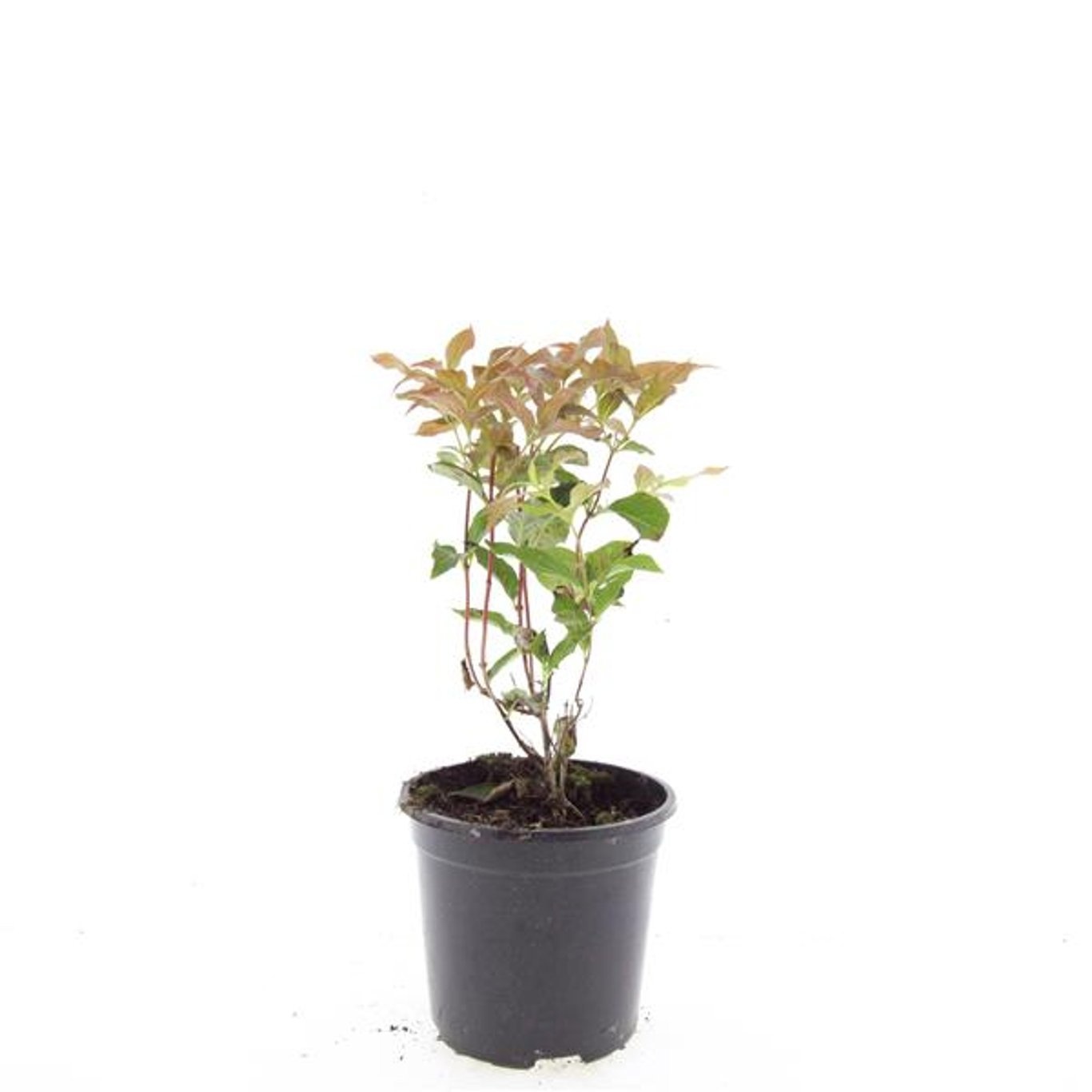 Diervilla splendens