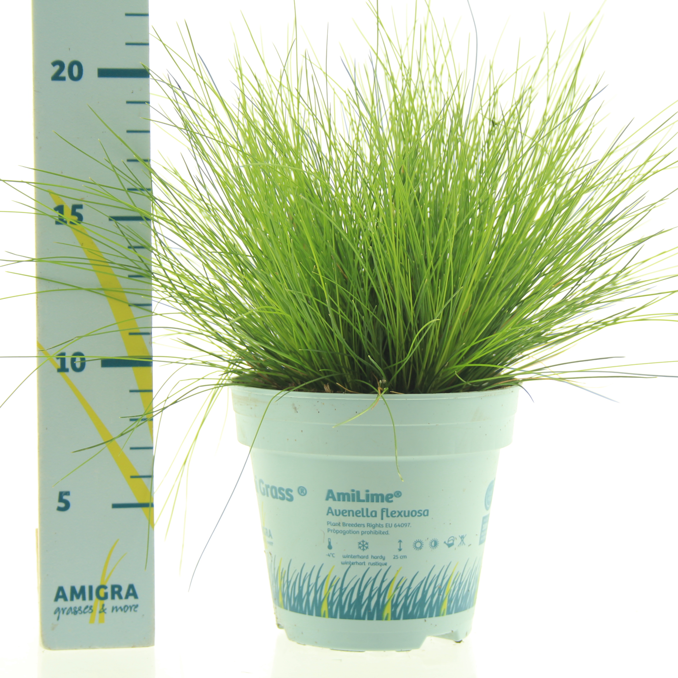 Picture of Deschampsia flexuosa AmiLime®