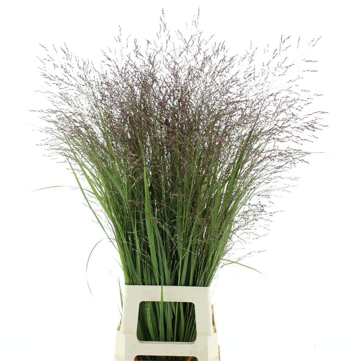 Panicum Warrior 100cm