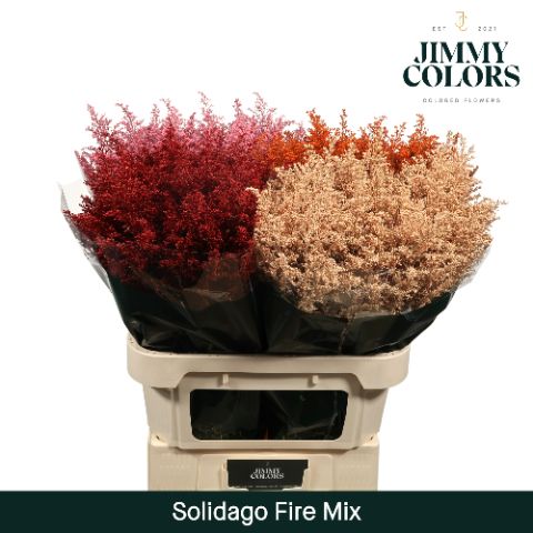 Solidago L70 Fire Mix
