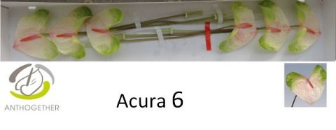 Anth A Acura