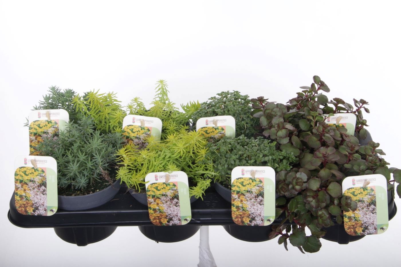 Sedum Ov 13P 20H