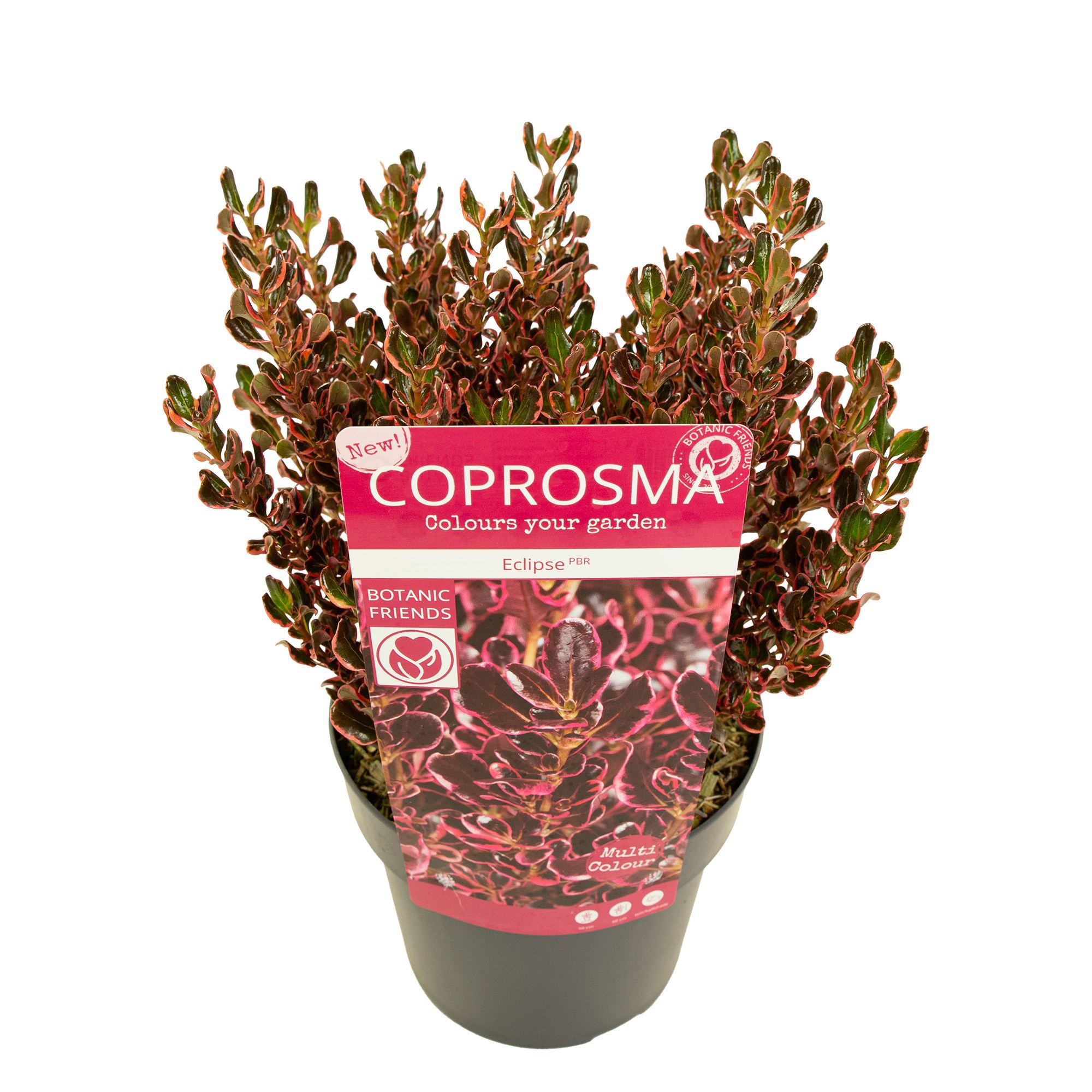 Coprosma rep. 'Eclipse'