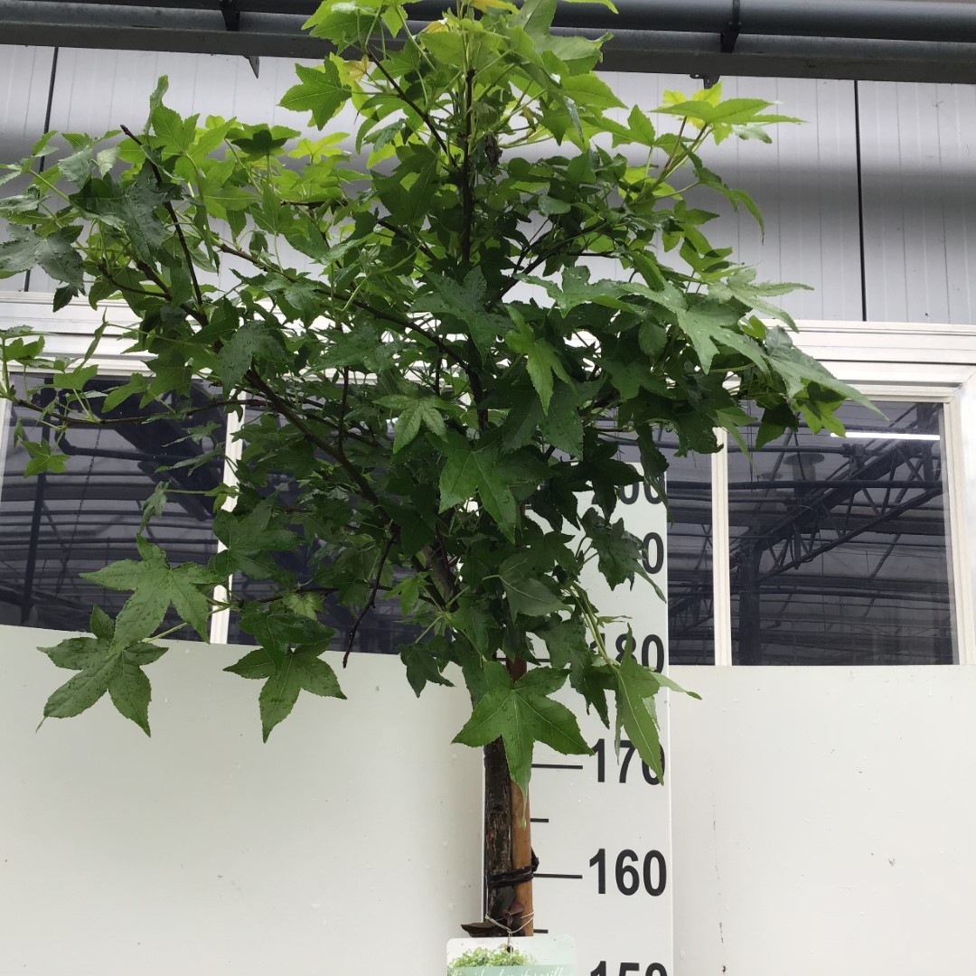 Picture of Liquidambar st. Gum Ball P34-(18-LTR) 180/STD