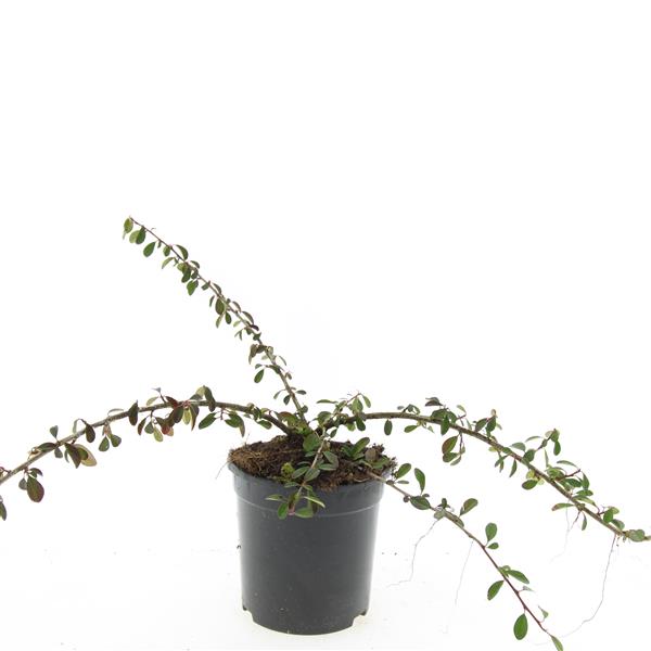 Picture of Cotoneaster radicans Eichholz P14