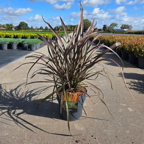 Phormium Rainbow Queen