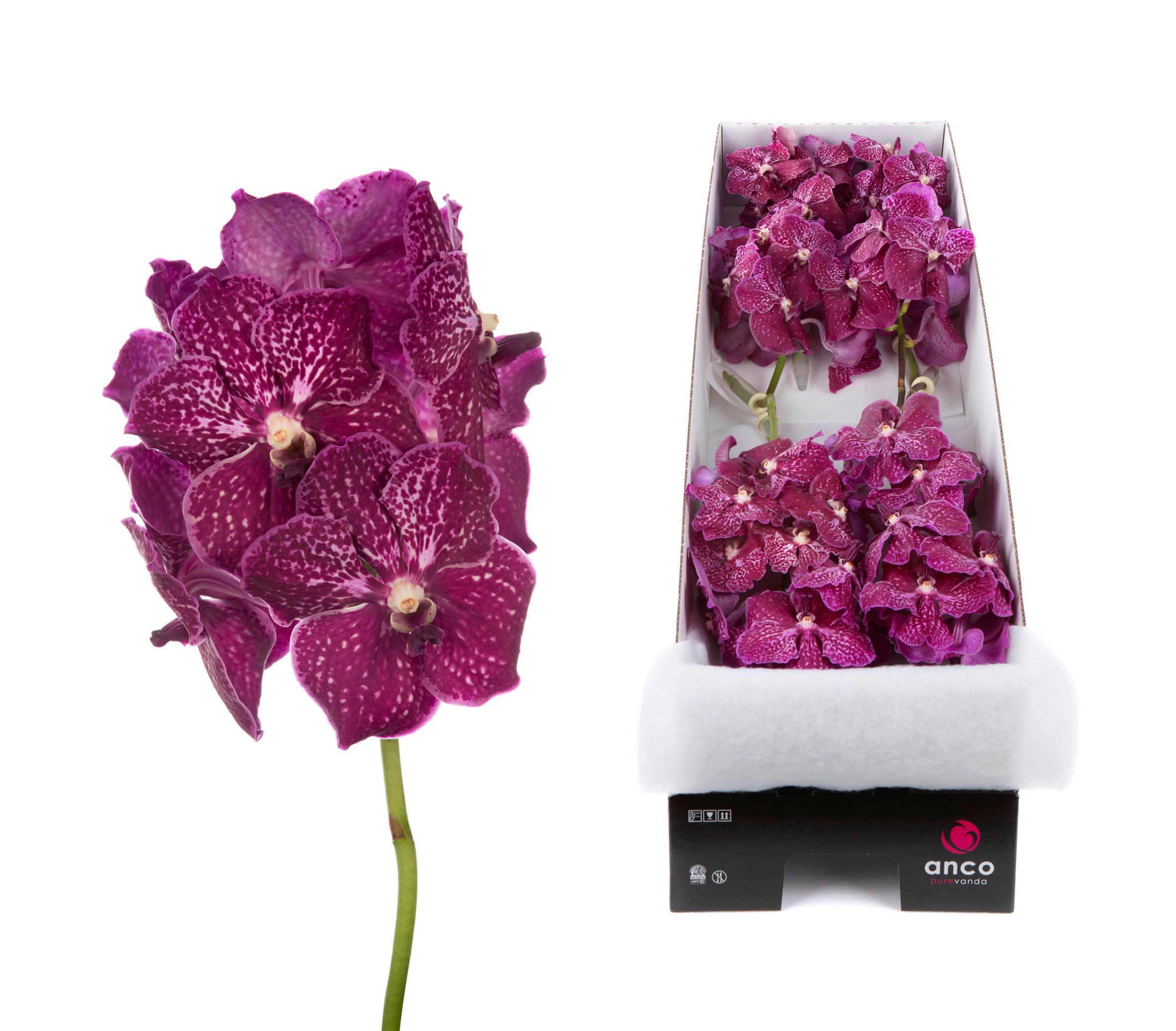 Vanda Ruby Love X8