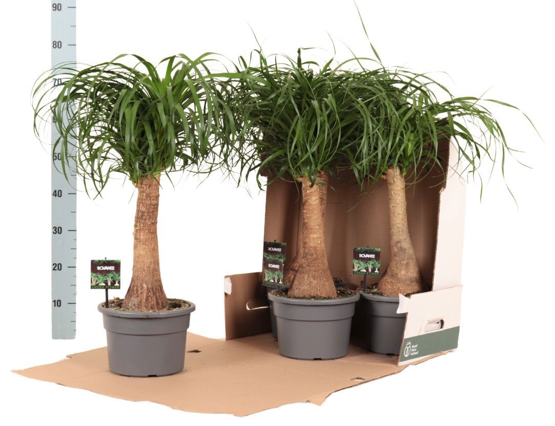 Beaucarnea rec. rechte stam in fust 352