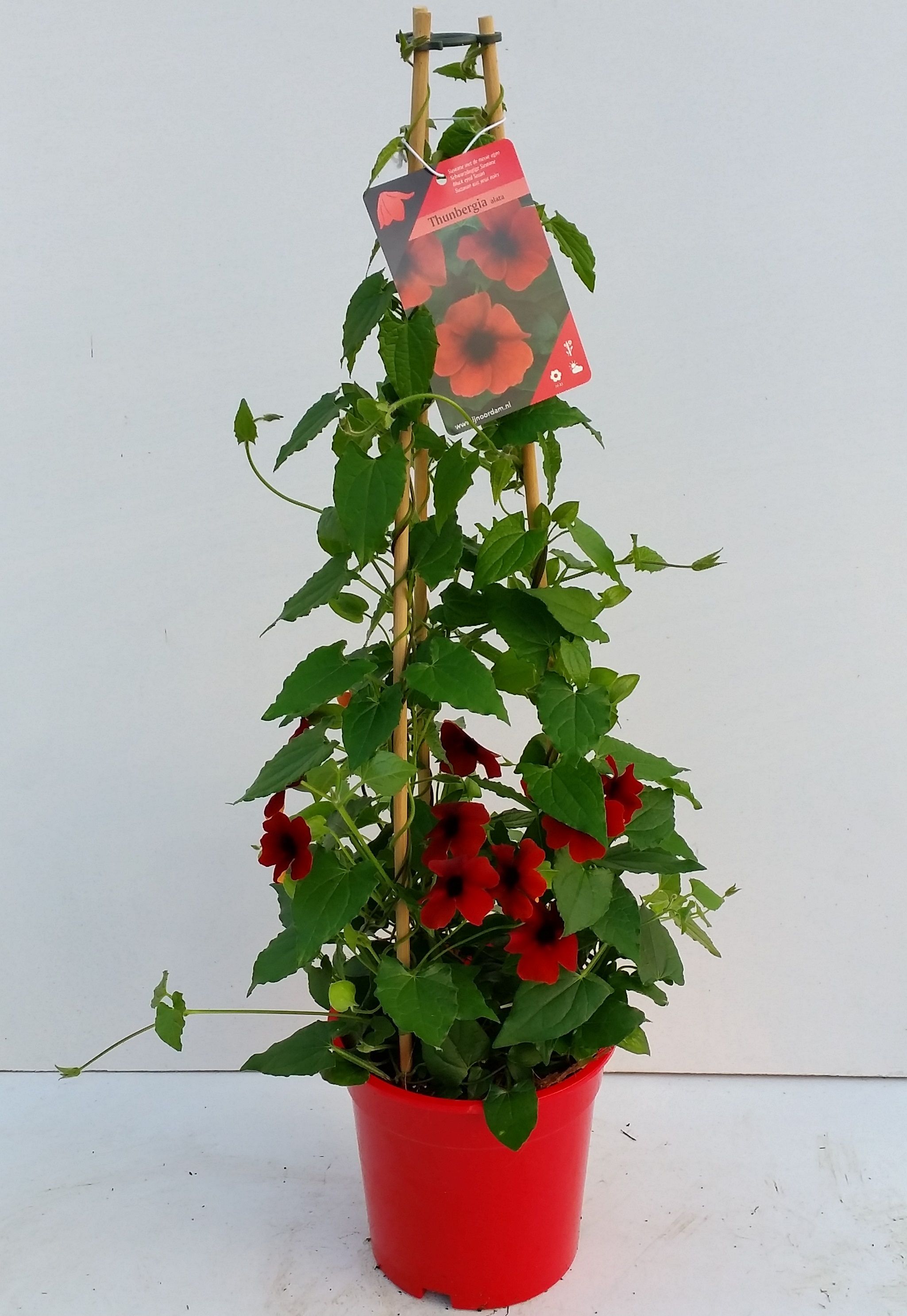 Thunbergia Rood