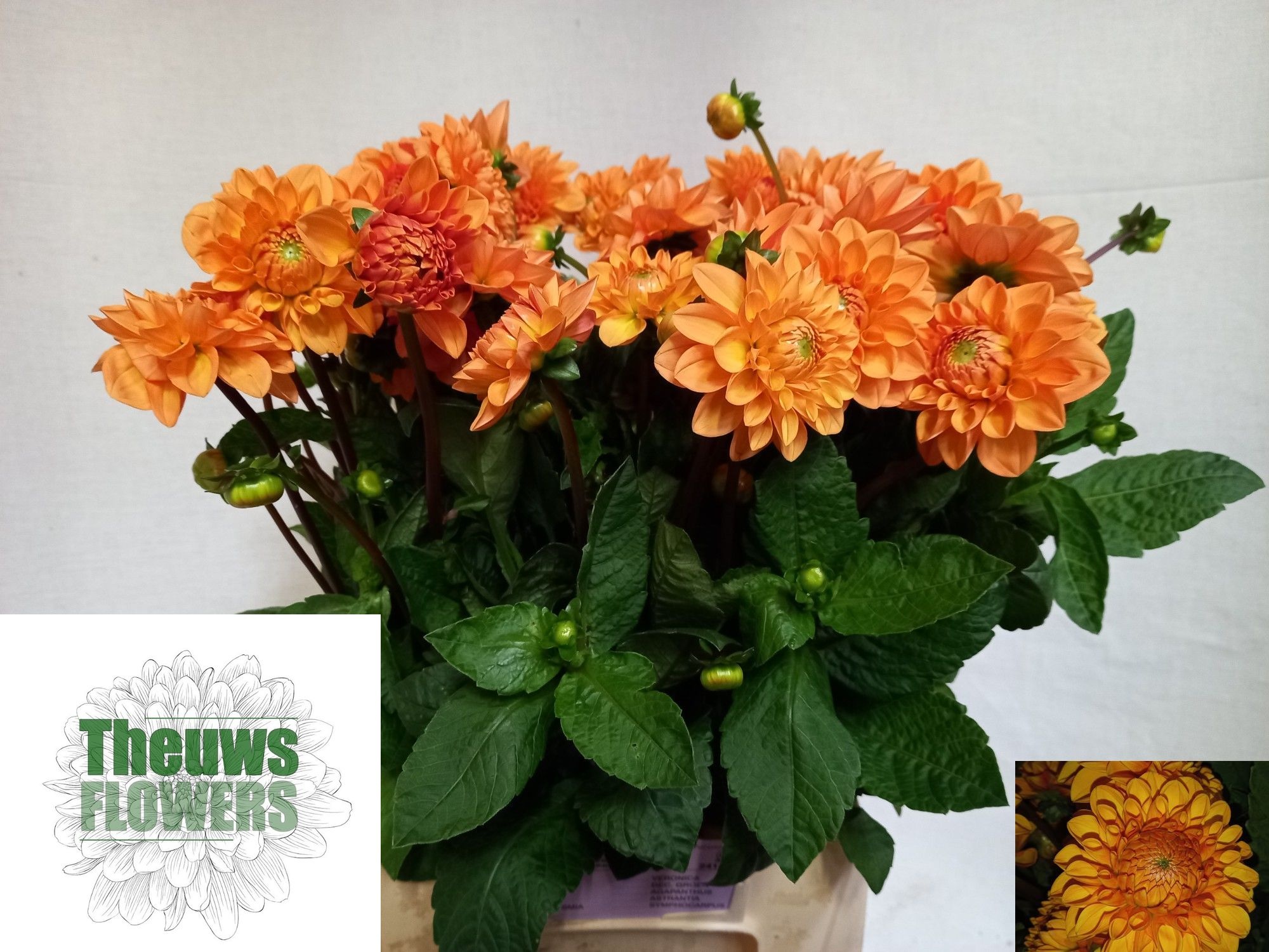 Dahlia Sylvia 50cm