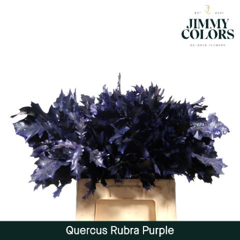 Quercus Rubra L60 Purple