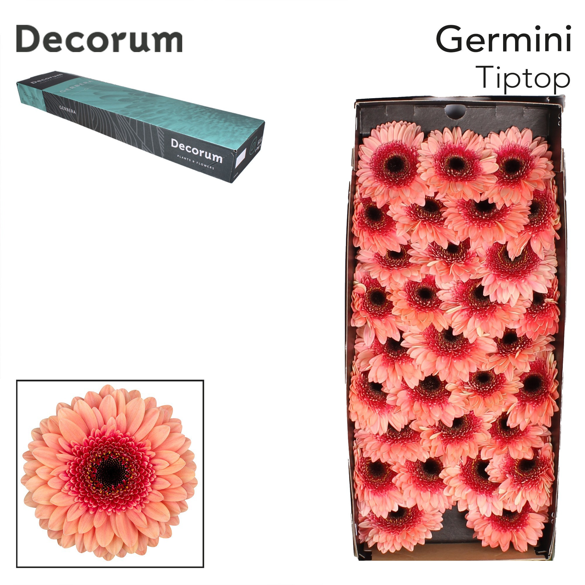 Germini Tiptop Doos