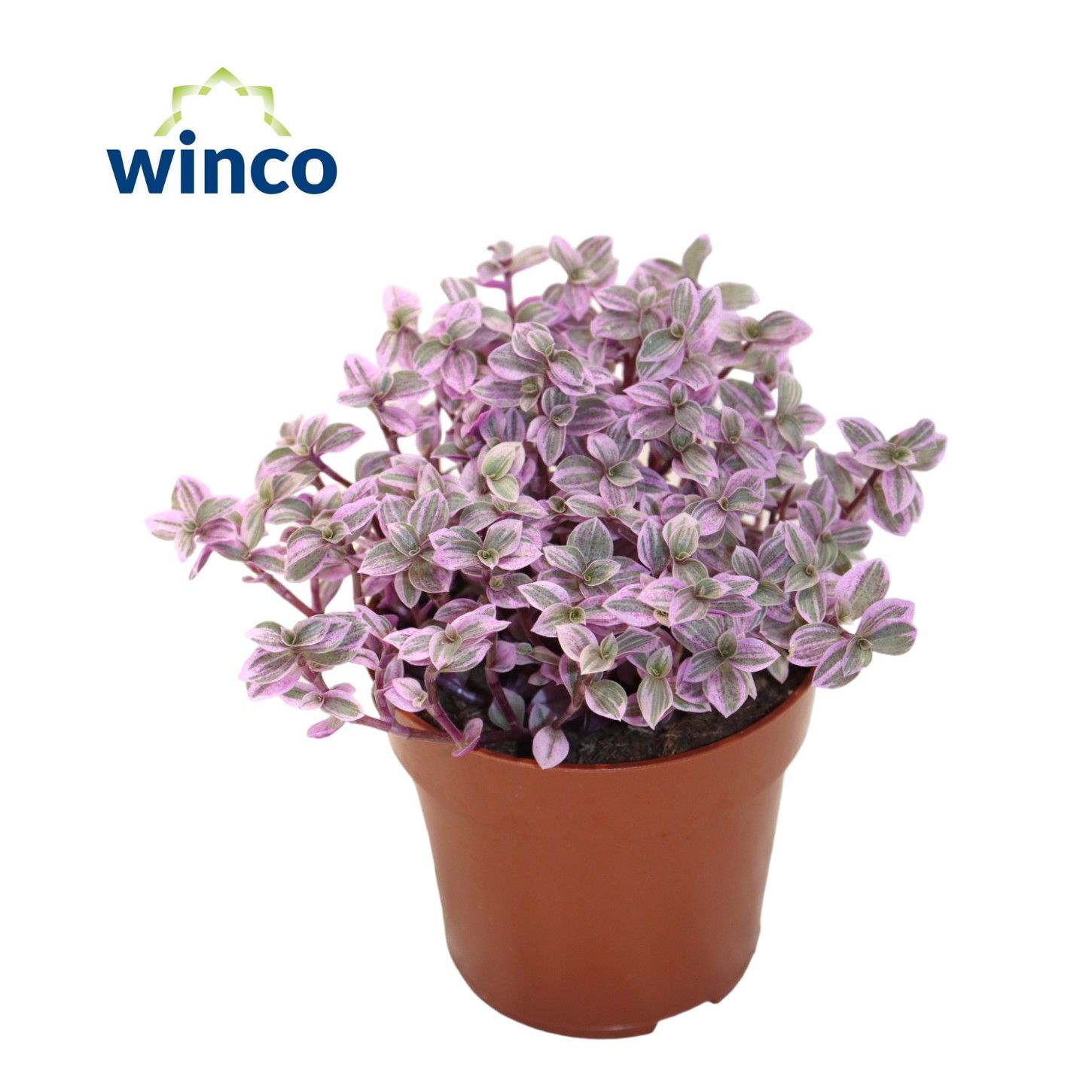 Picture of Tradescantia Fluminensis WK5 P8.5