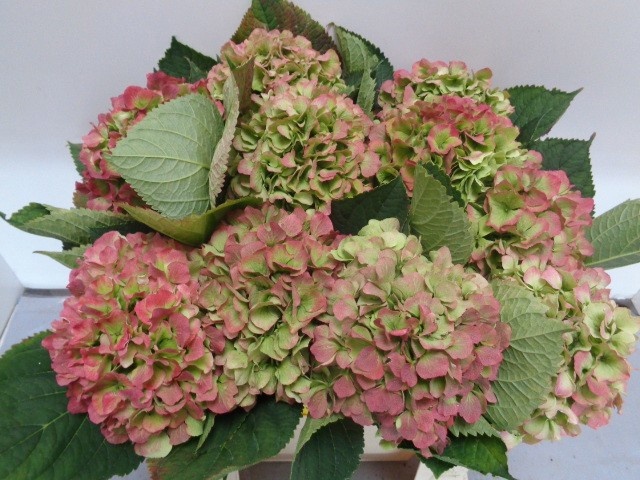 Hydrangea Verena Classic Pink 50cm 19Ø