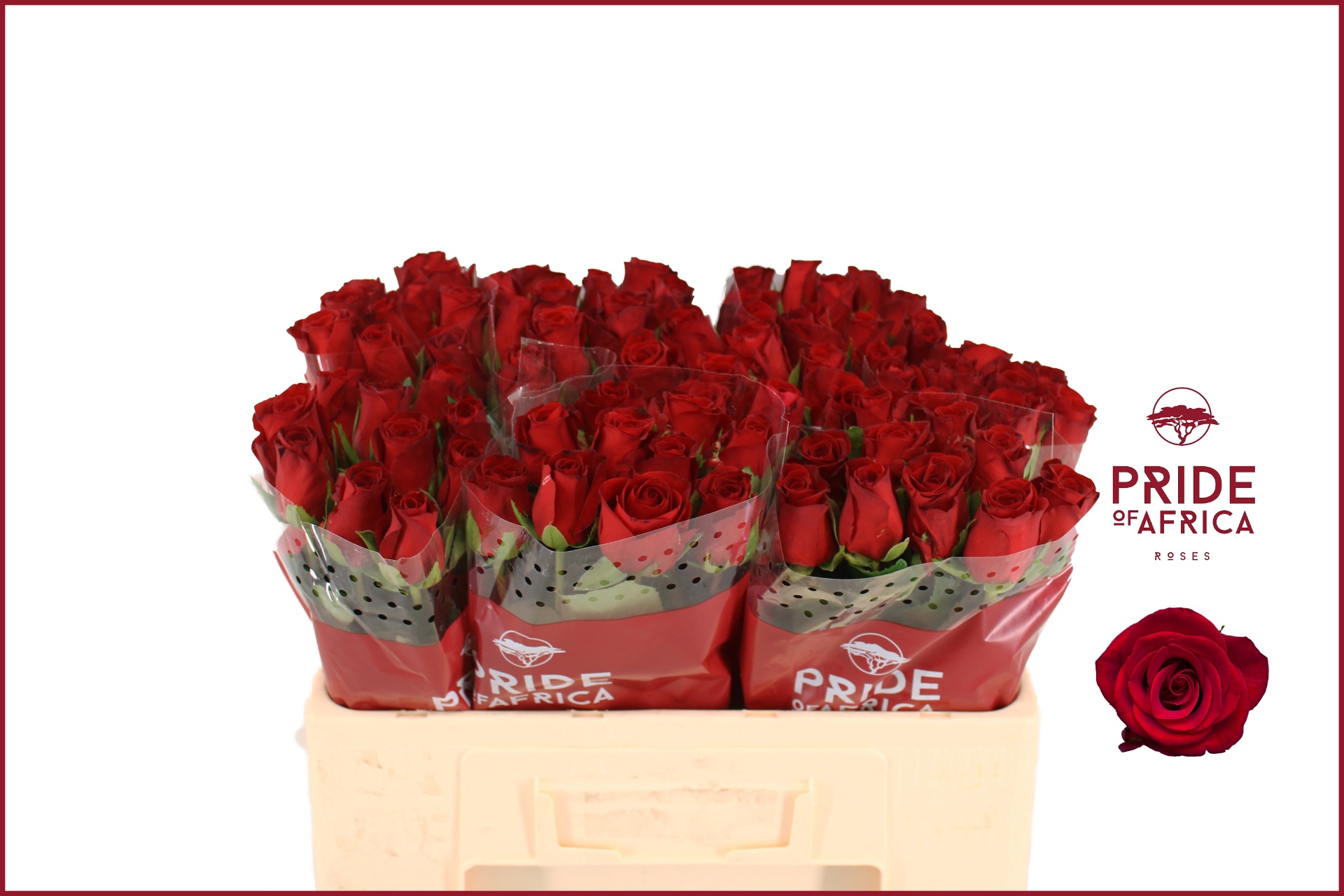 Rosa Revolution 50cm