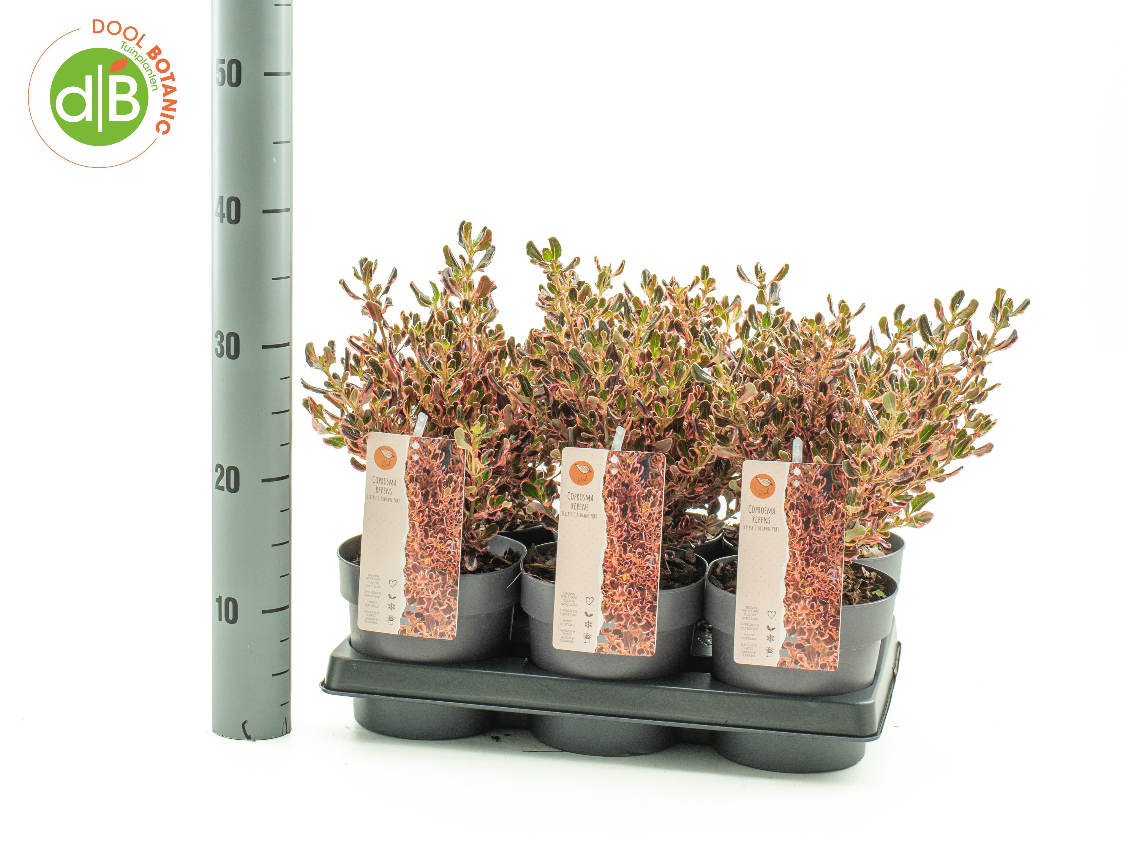 Coprosma 'Eclips'