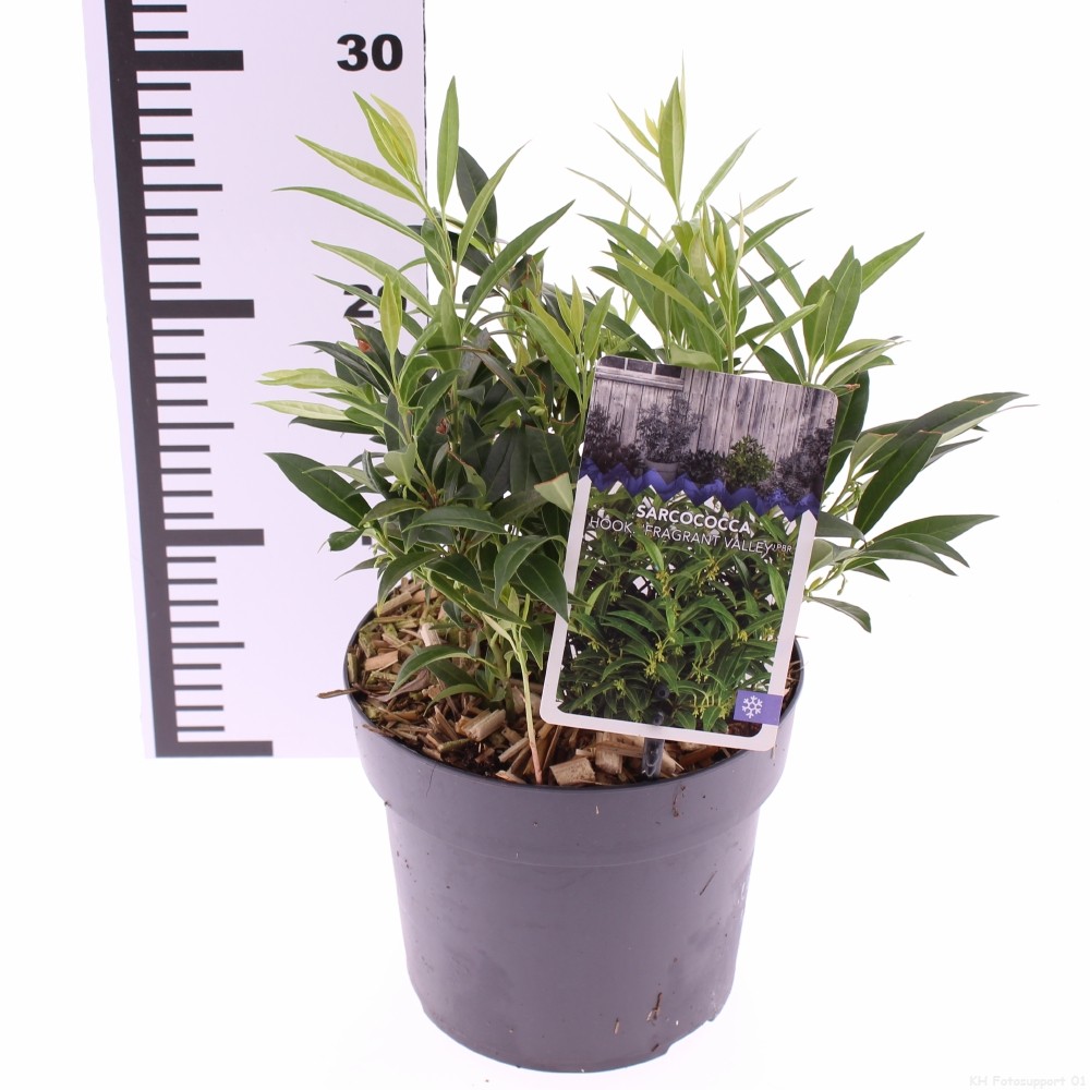 Picture of sarcococca Fragrant Valley (Sarsid3) PBR P17 (2 Ltr)