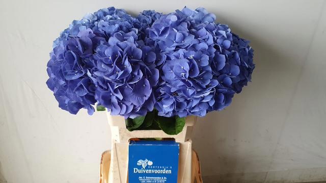 Hydrangea Pimpernel 60cm 18Ø