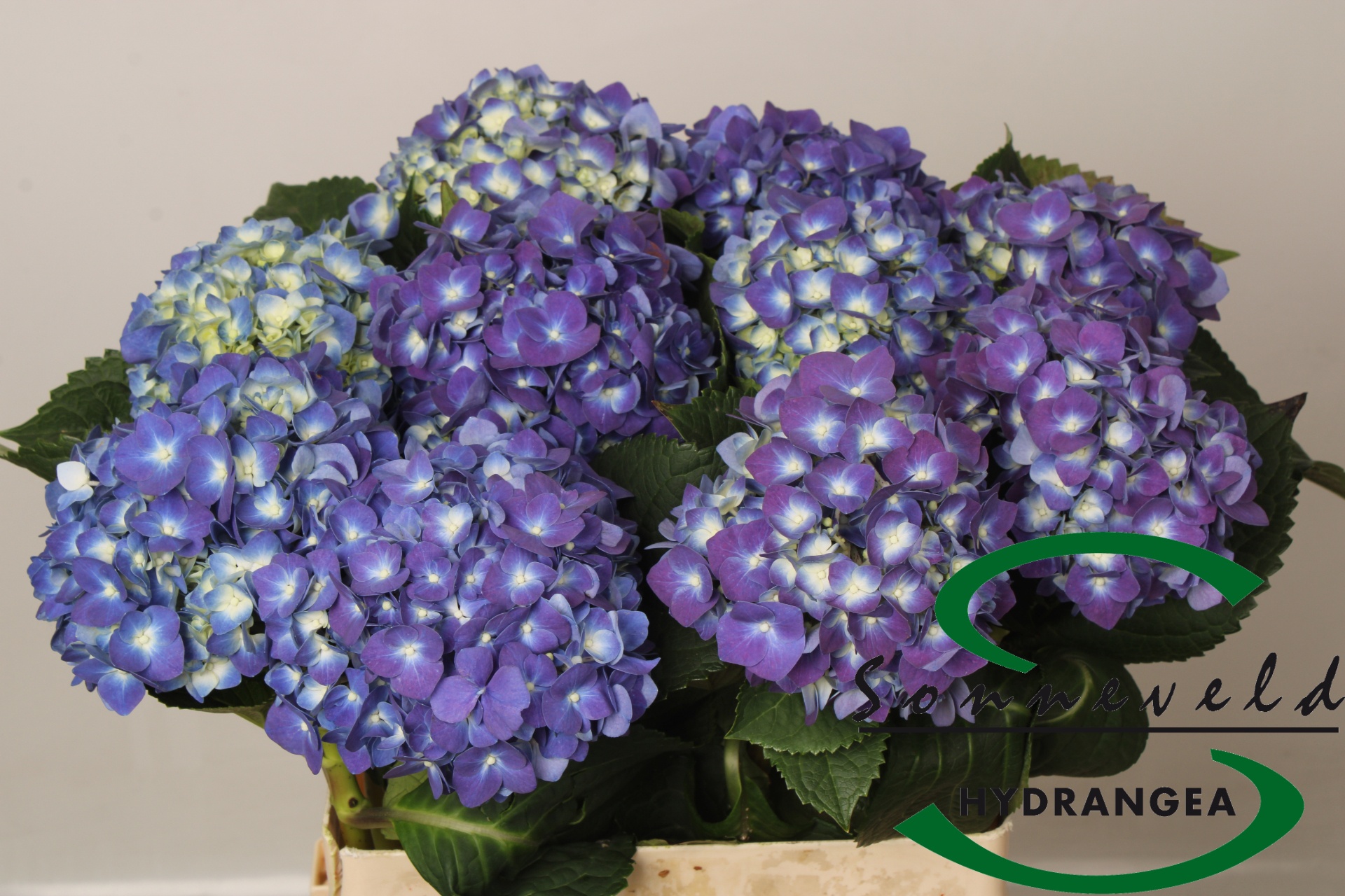 Hydrangea Pimpernel 60cm 12Ø