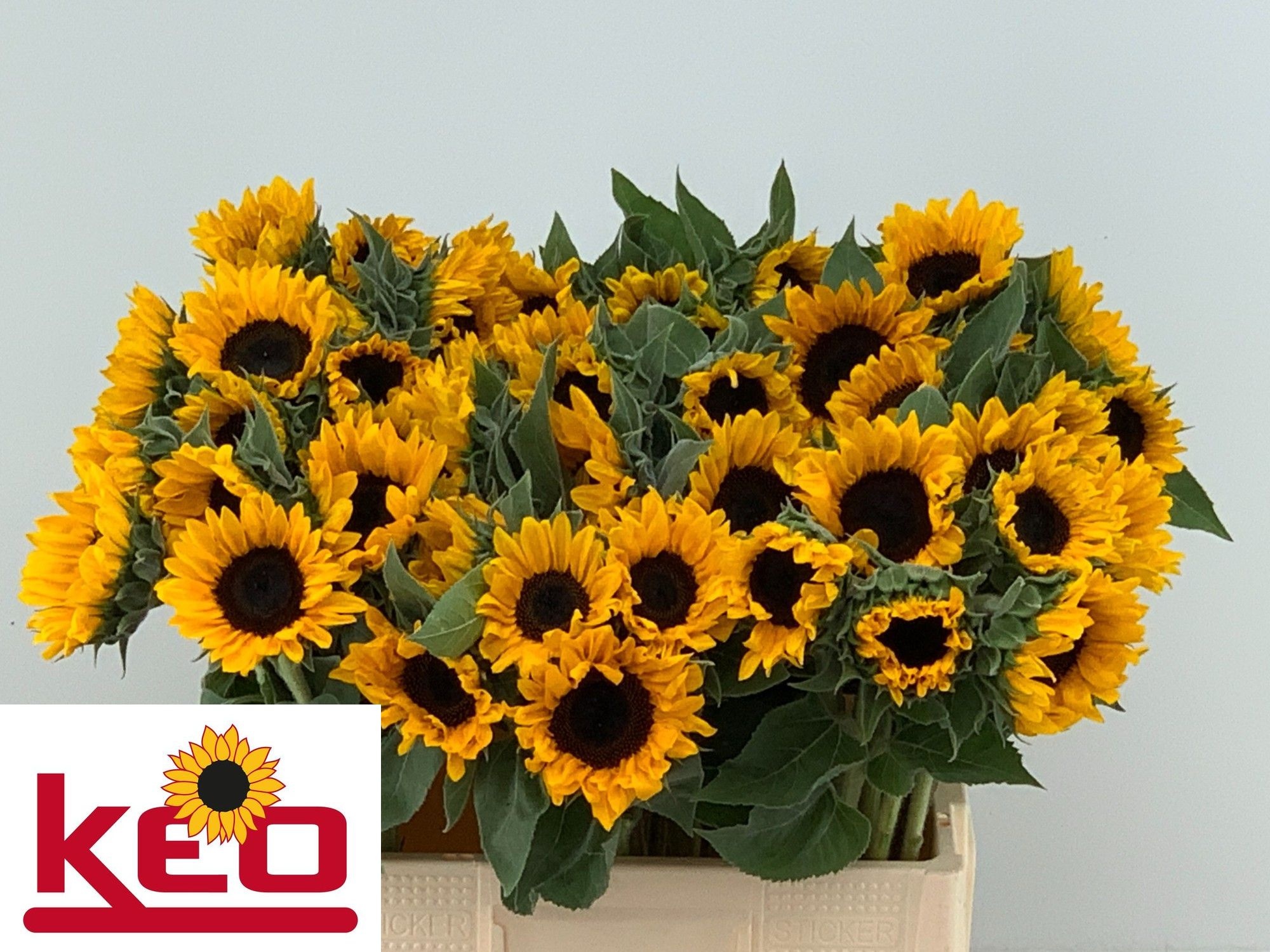 Helianthus Sunrich Or 60cm