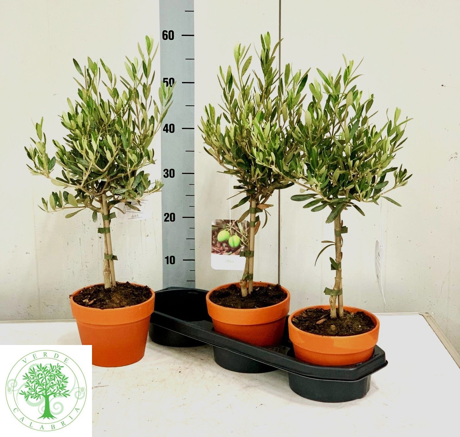 Olea Europaea 16Ø 50cm