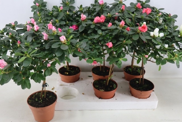 Rhodo Ov 13P 45H 30Ø Cm 23bloei