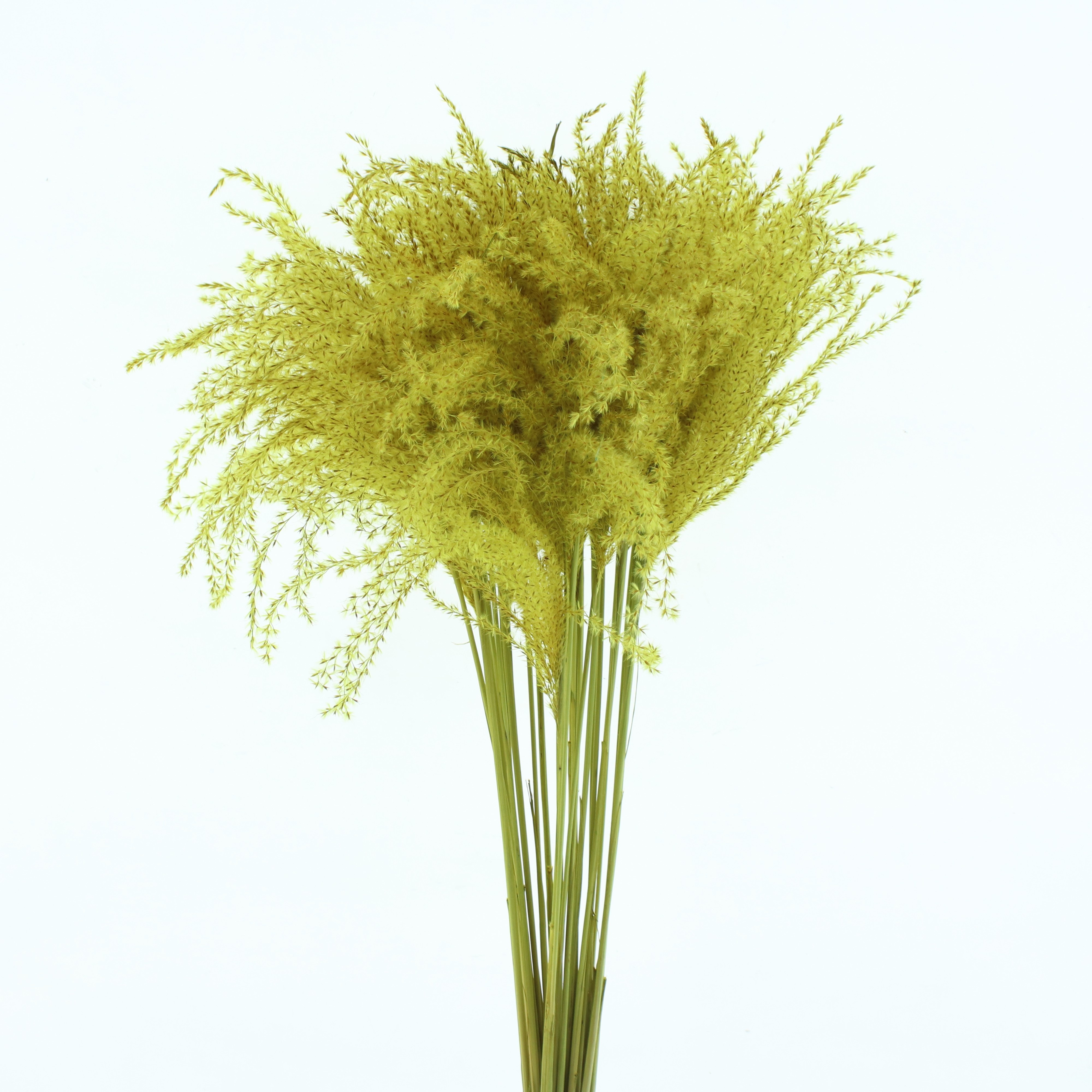 Dried/preserved Flowers Misc 70cm