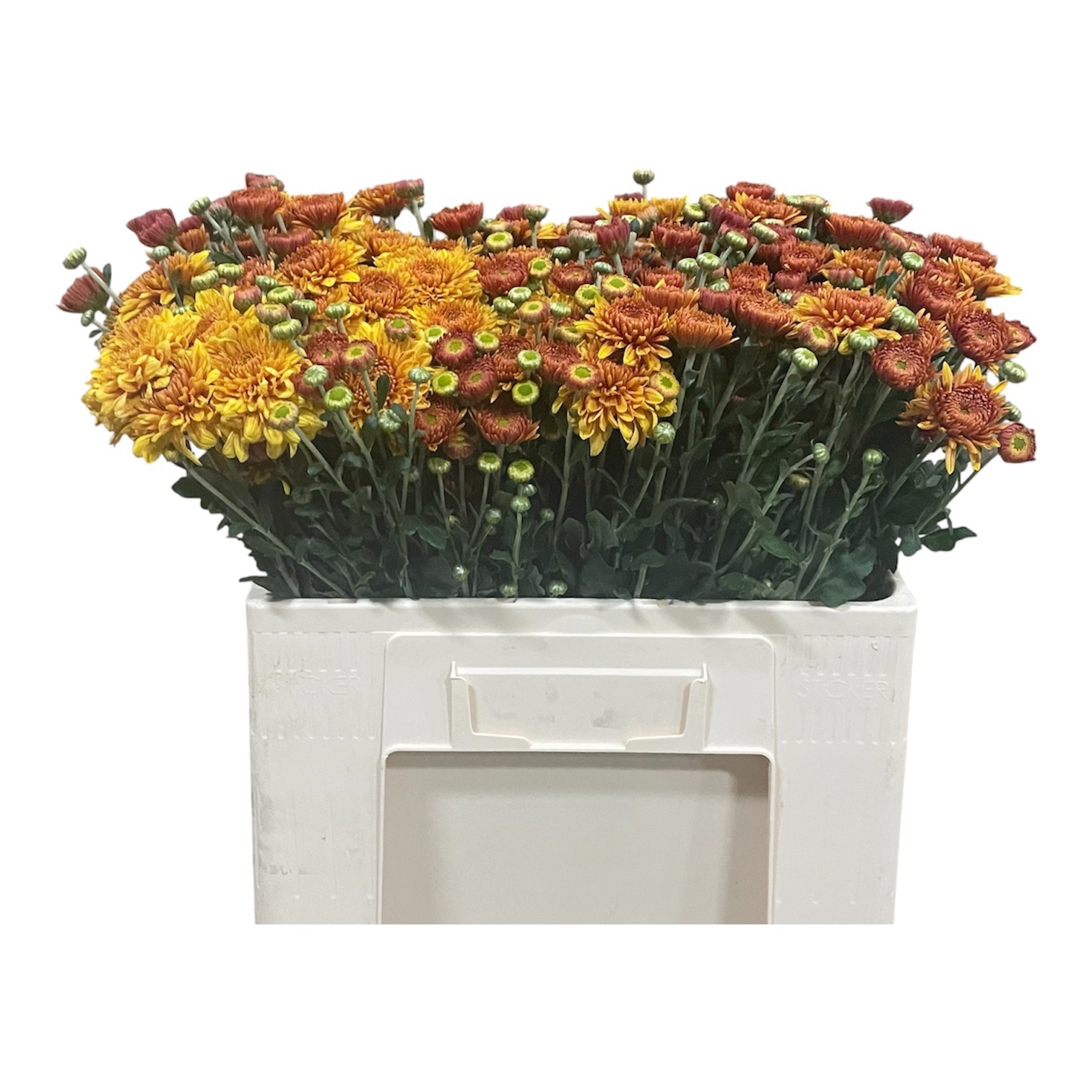 Chrys Spray Blenda 50cm 55gram