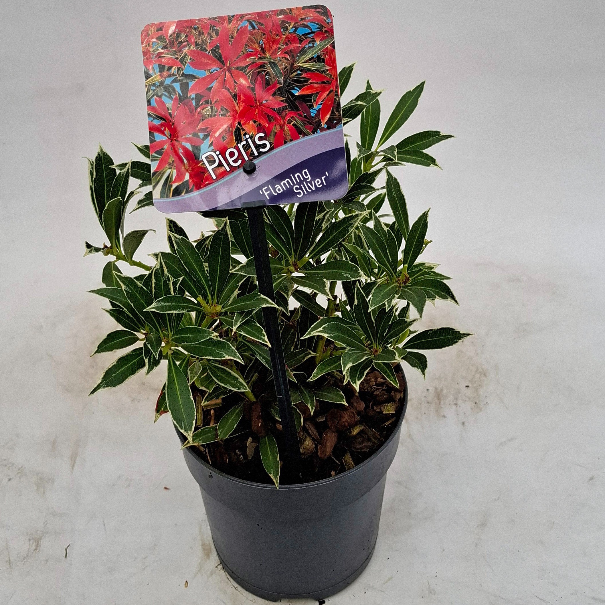 Picture of Pieris 'Flaming Silver'