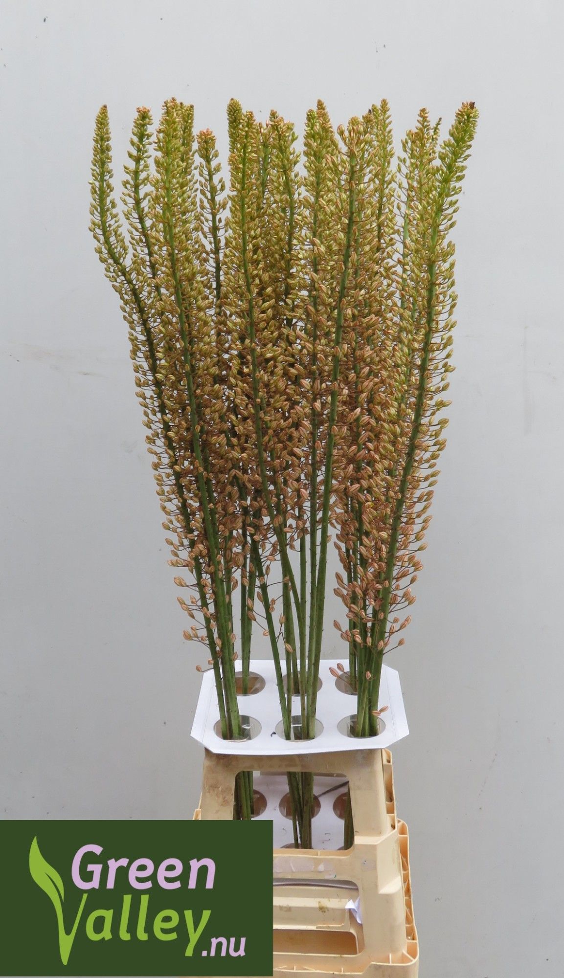 Eremurus Sh P Star
