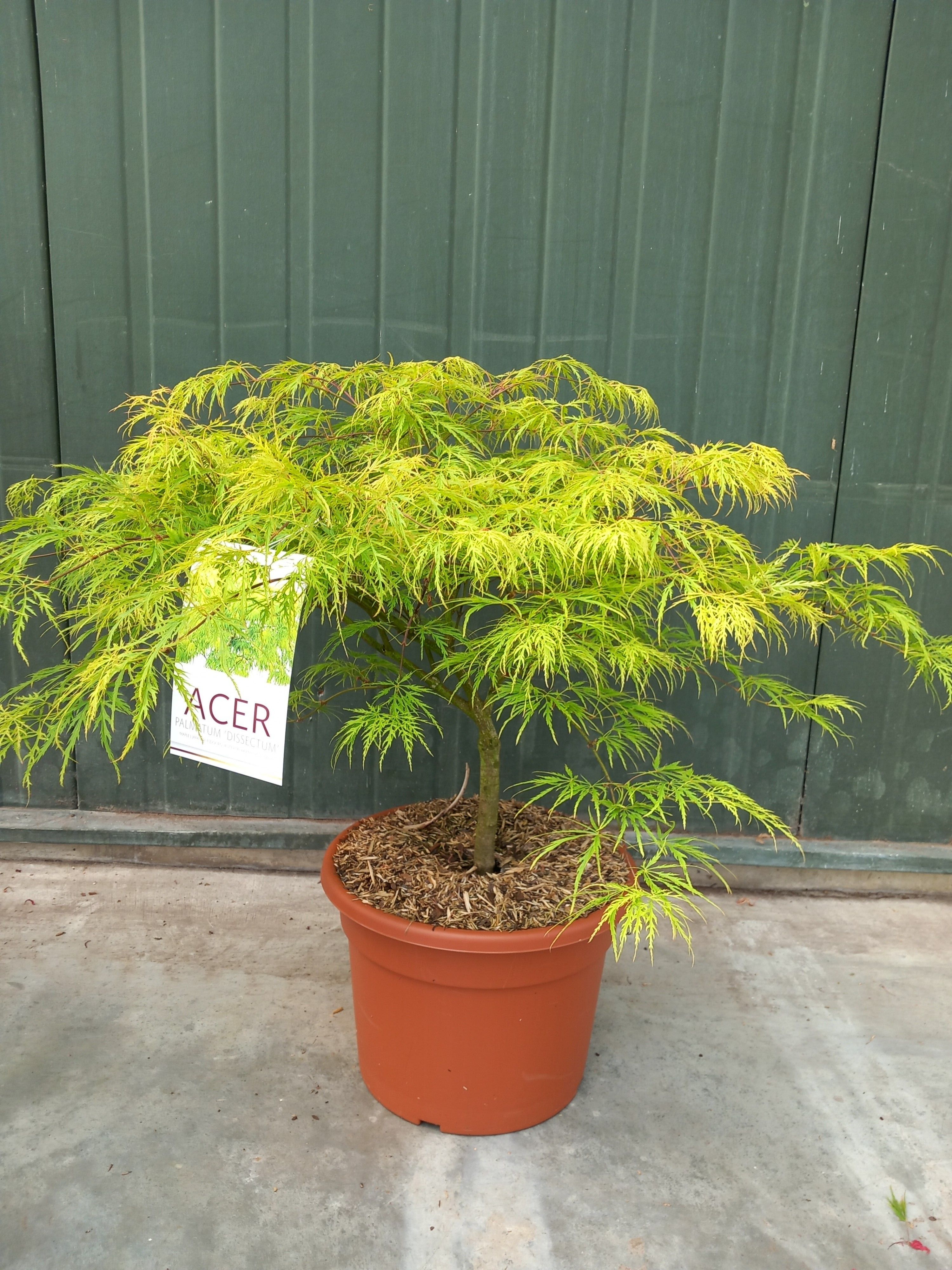 Picture of Acer palmatum Dissectum C15